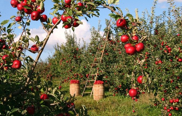 O que é agricultura orgânica