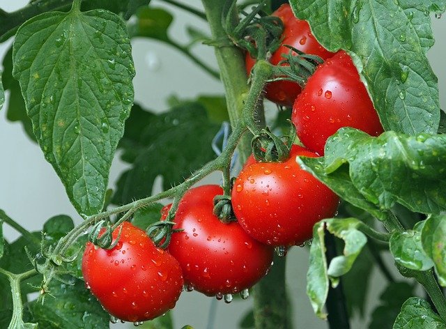 O que é agricultura orgânica?